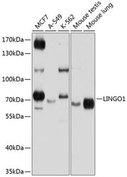 LINGO1 Rabbit pAb