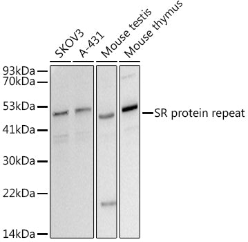 SR protein repeat Rabbit mAb