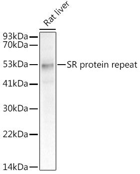 SR protein repeat Rabbit mAb