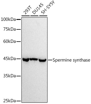 Spermine synthase Rabbit mAb