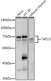 TAF15 Rabbit mAb