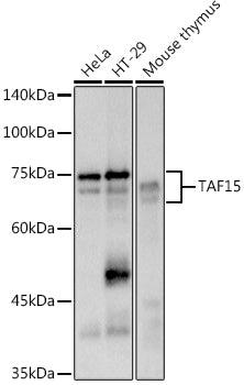 TAF15 Rabbit mAb