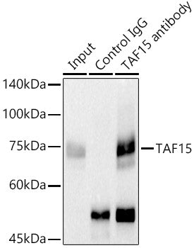TAF15 Rabbit mAb