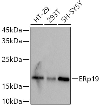 ERp19 Rabbit mAb