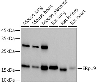 ERp19 Rabbit mAb