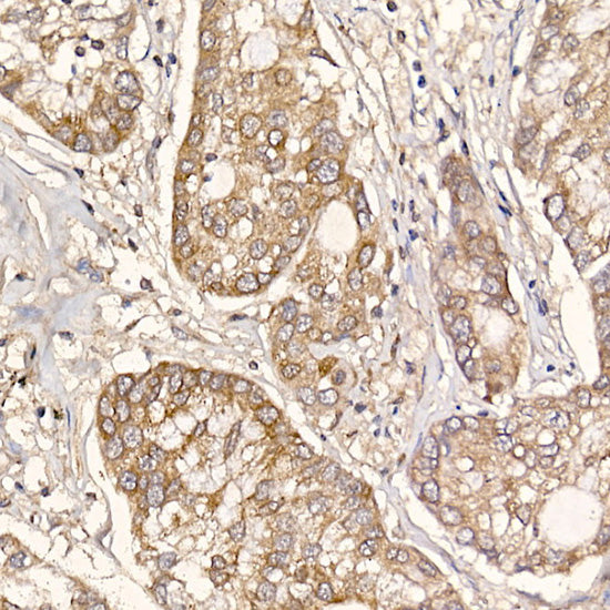ERp19 Rabbit mAb