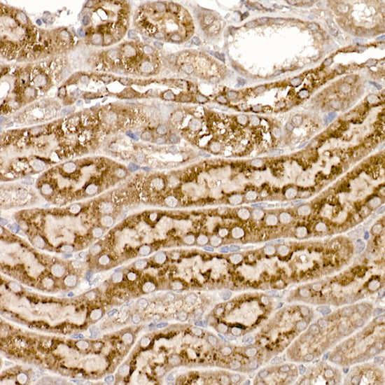 ERp19 Rabbit mAb