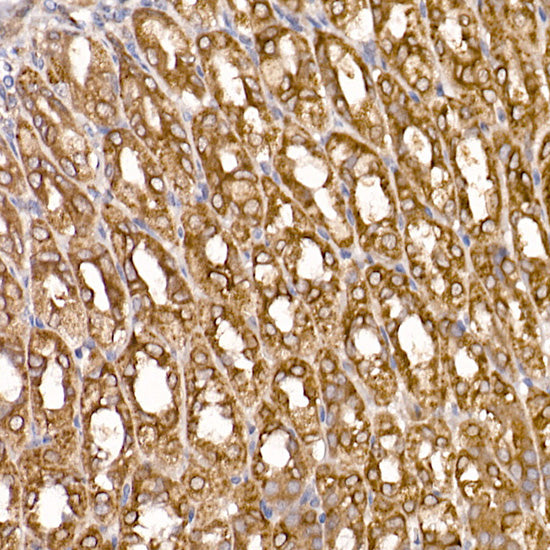 ERp19 Rabbit mAb