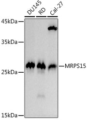 MRPS15 Rabbit mAb