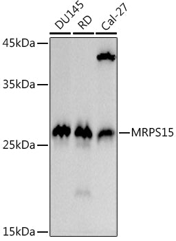 MRPS15 Rabbit mAb