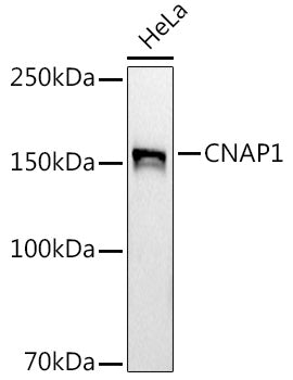 CNAP1 Rabbit mAb