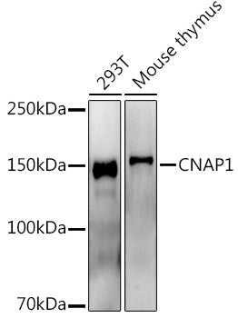 CNAP1 Rabbit mAb