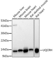 UQCRH Rabbit mAb