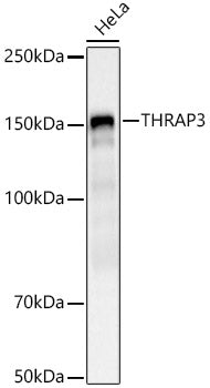 THRAP3 Rabbit pAb