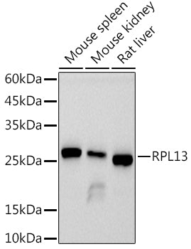 RPL13 Rabbit mAb