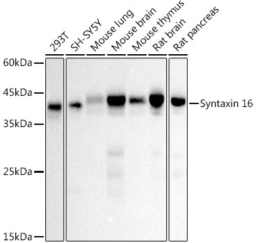 Syntaxin 16 Rabbit mAb