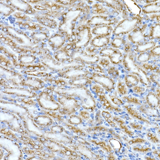 Syntaxin 16 Rabbit mAb