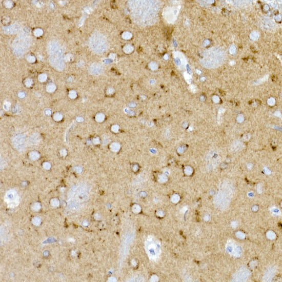 Syntaxin 16 Rabbit mAb