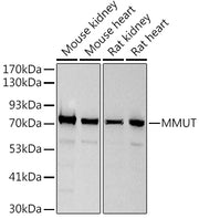 MMUT Rabbit mAb
