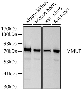 MMUT Rabbit mAb