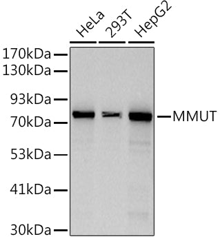 MMUT Rabbit mAb