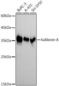 Kallikrein 8 Rabbit mAb