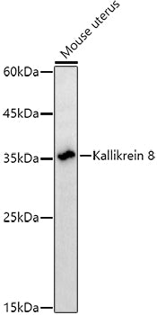 Kallikrein 8 Rabbit mAb