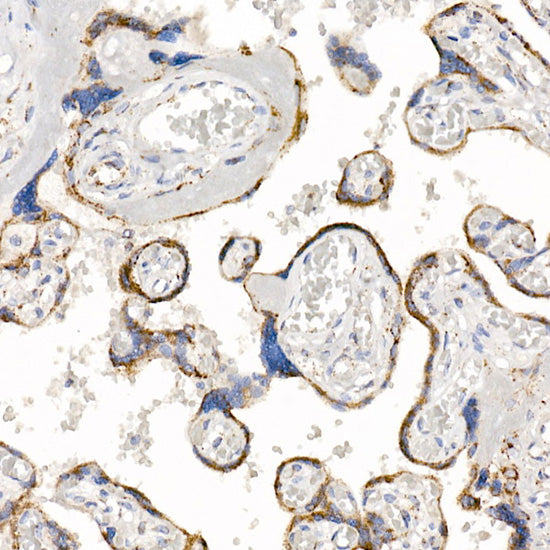 Kallikrein 8 Rabbit mAb