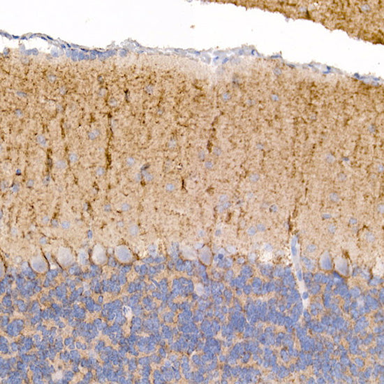 Kallikrein 8 Rabbit mAb