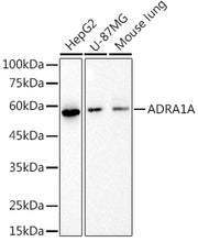 ADRA1A Rabbit mAb