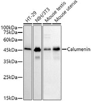 Calumenin Rabbit mAb
