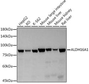 ALDH16A1 Rabbit mAb