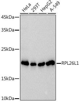 RPL26L1 Rabbit mAb