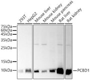 PCBD1 Rabbit mAb