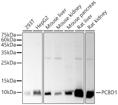 PCBD1 Rabbit mAb