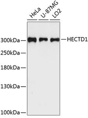 HECTD1 Rabbit pAb
