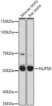 NUP50 Rabbit pAb