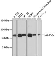 SLC34A2 Rabbit pAb