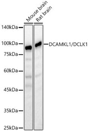 DCAMKL1/DCLK1 Rabbit pAb