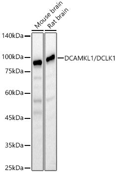 DCAMKL1/DCLK1 Rabbit pAb