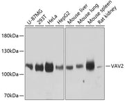 VAV2 Rabbit pAb