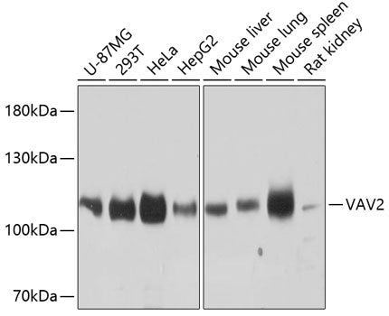 VAV2 Rabbit pAb