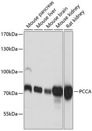 PCCA Rabbit pAb