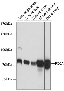 PCCA Rabbit pAb