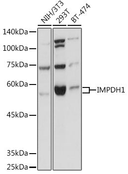 IMPDH1 Rabbit pAb