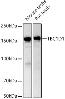 TBC1D1 Rabbit pAb
