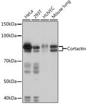 Cortactin Rabbit mAb