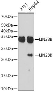LIN28B Rabbit mAb