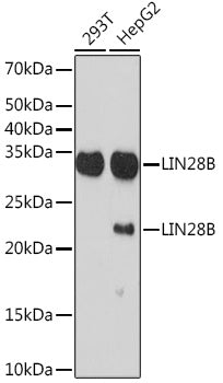 LIN28B Rabbit mAb