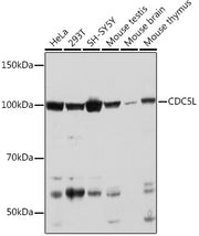 CDC5L Rabbit mAb